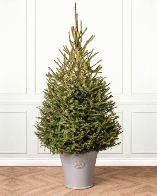 Norway Spruce Pot Grown Christmas Trees