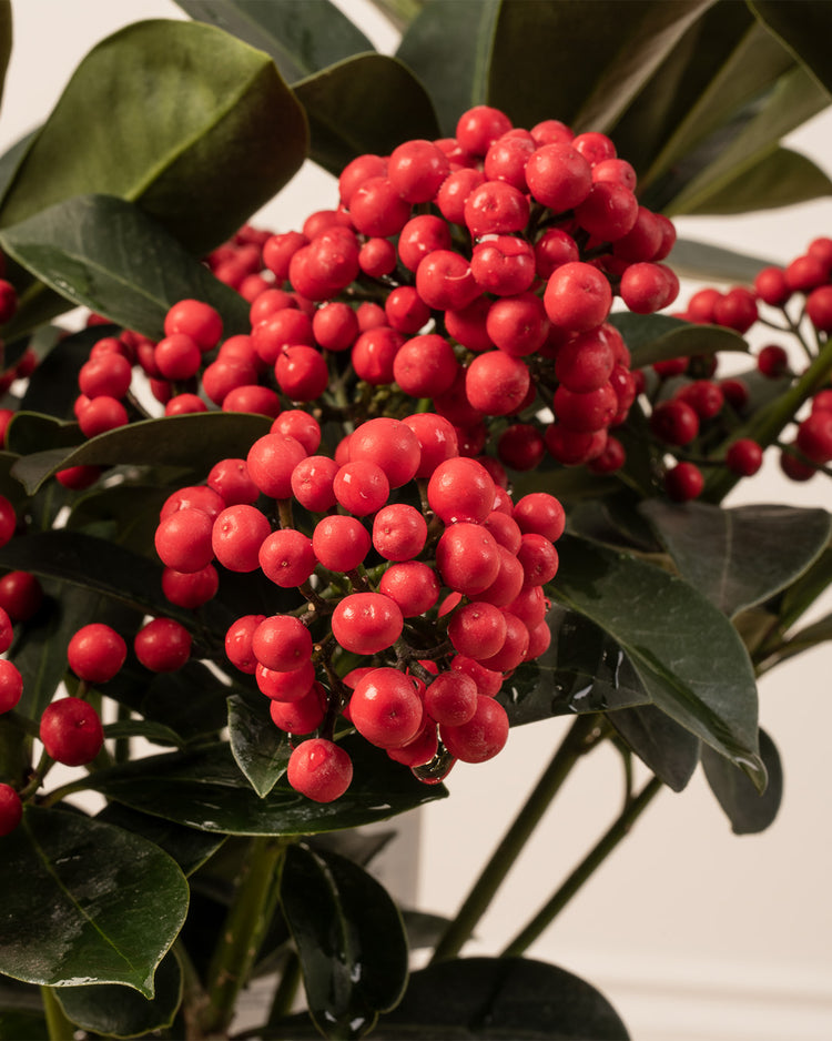 Skimmia Redruth Plant with Christmas Gift Wrap Free Delivery UK