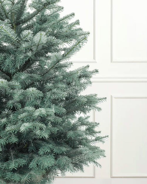 Blue Spruce Pot Grown Christmas Trees