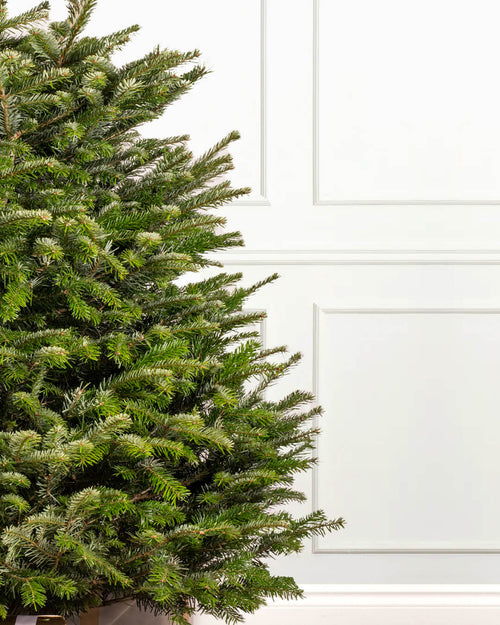 Nordmann Fir Fresh Cut Christmas Trees