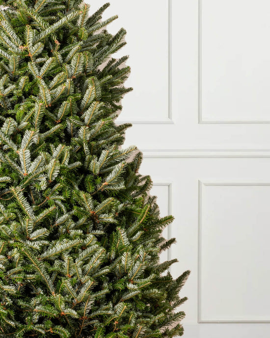 Buy Fraser Fir Potted Christmas Tree Christmas Trees Direct