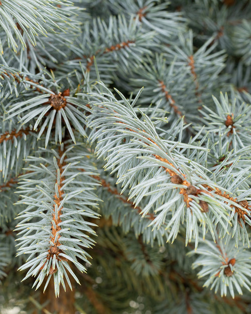 Blue Spruce Pot Grown Christmas Trees