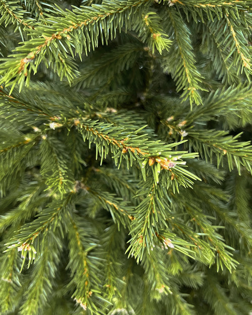 Norway Spruce Pot Grown Christmas Trees