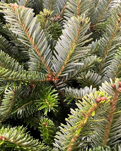 Fraser Fir Pot Grown Christmas Trees