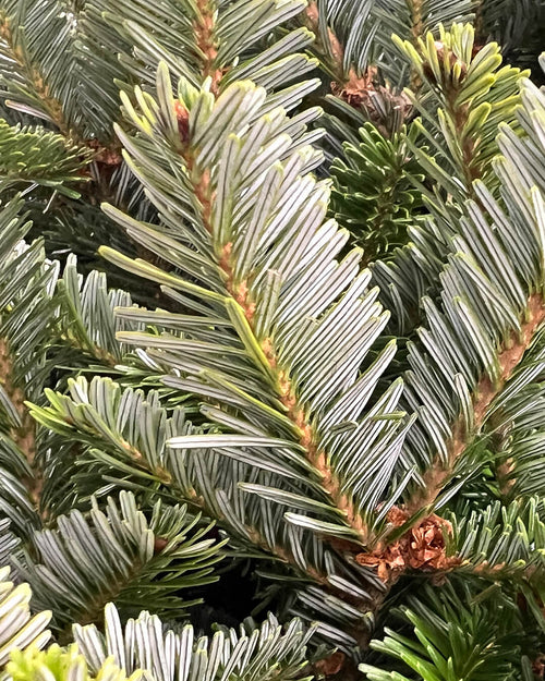 Fraser Fir Fresh Cut Christmas Trees