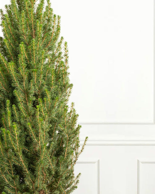 Picea Glauca Conica Pot Grown Christmas Tree