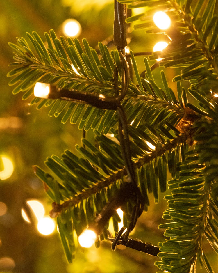 Buy Nordmann Fir Potted Christmas Tree Free Delivery UK Christmas