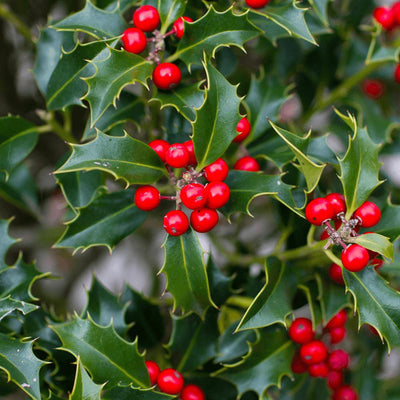 DIY Real Christmas Holly Wreath (12", 30cm) - Christmas Trees Direct