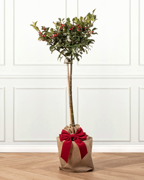 Holly Berry Patio Tree with Christmas Gift Wrap