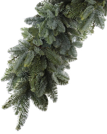 Buy Nordmann Fir Potted Christmas Tree | Free Delivery UK – Christmas ...