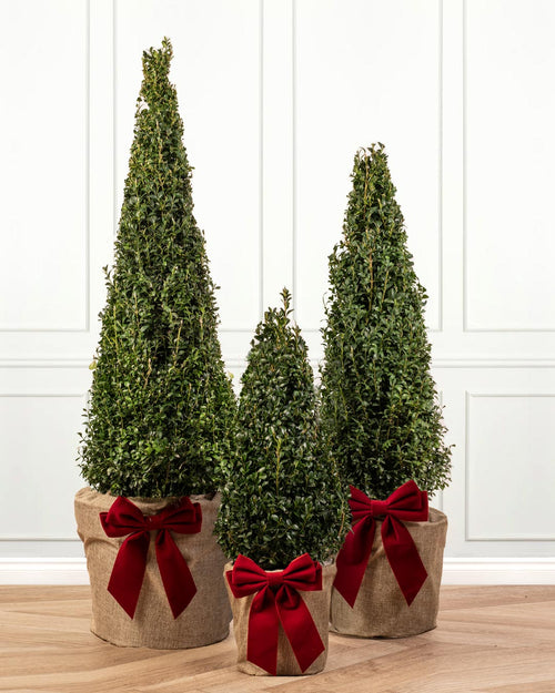 Box Pyramid Topiary Tree with Christmas Gift Wrap