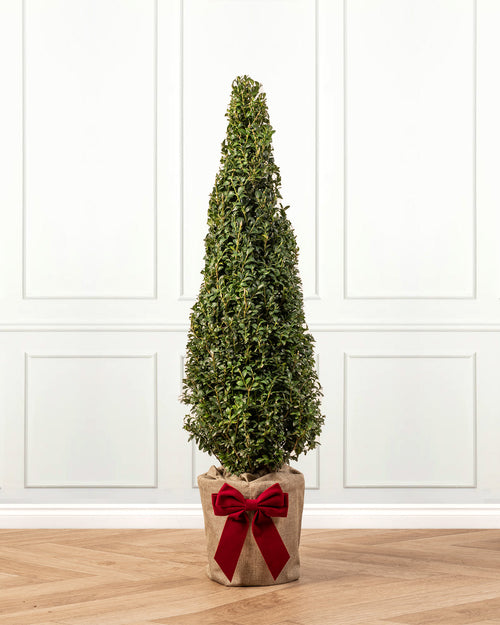 Box Pyramid Topiary Tree with Christmas Gift Wrap