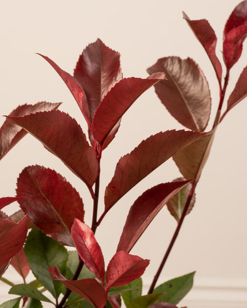 Photinia Plant with Christmas Gift Wrap