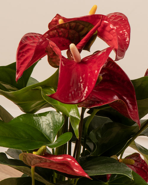 Anthurium in Red Christmas Pot