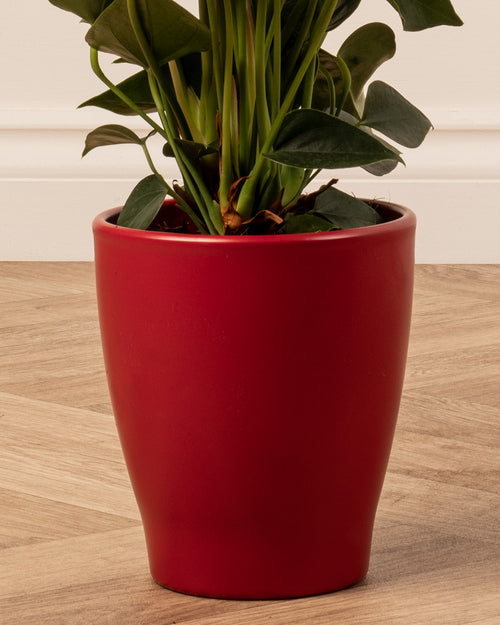 Anthurium in Red Christmas Pot