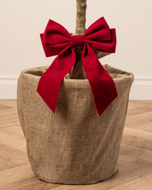 Box Buxus Ball Topiary Patio Tree with Christmas Gift Wrap