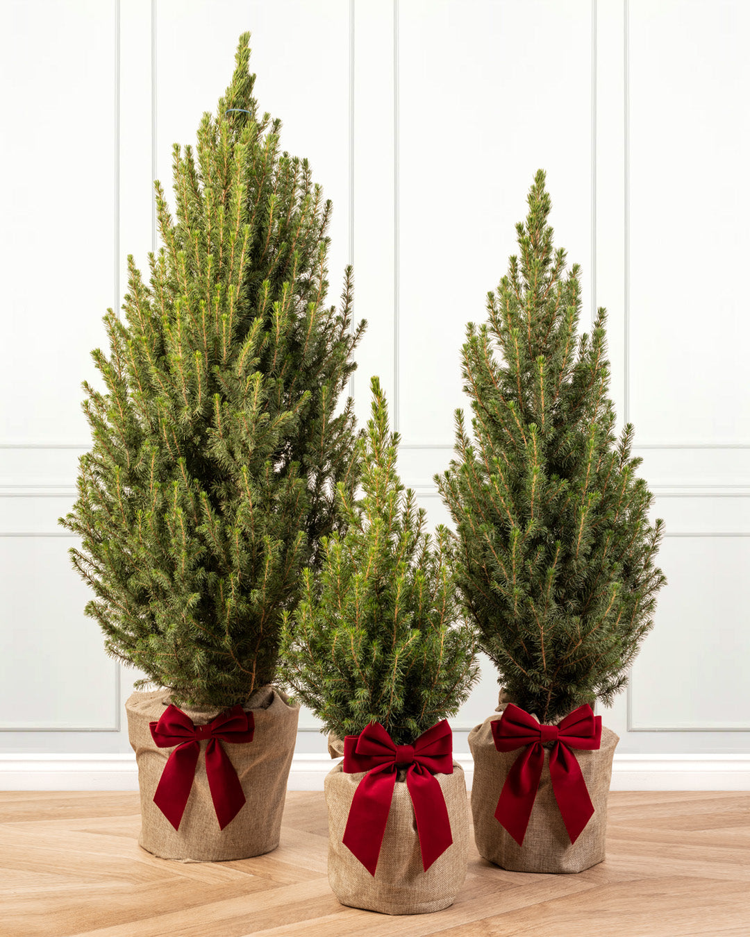 Christmas Gift Wrapped Trees
