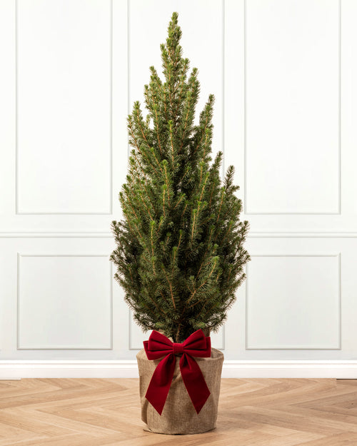 Picea Tree with Christmas Gift Wrap