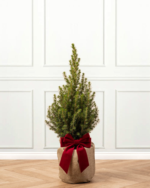 Picea Tree with Christmas Gift Wrap