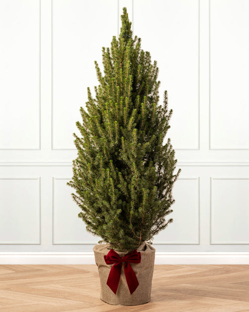 Picea Tree with Christmas Gift Wrap