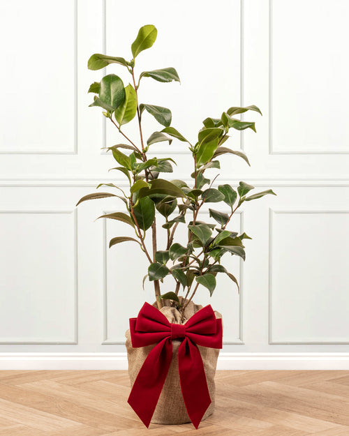 Camellia Plant with Christmas Gift Wrap