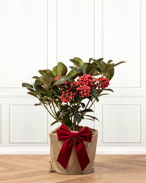Skimmia Redruth Plant with Christmas Gift Wrap