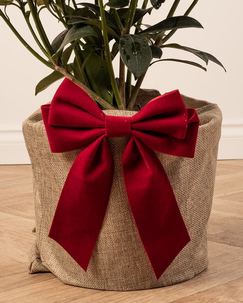 Skimmia Redruth Plant with Christmas Gift Wrap