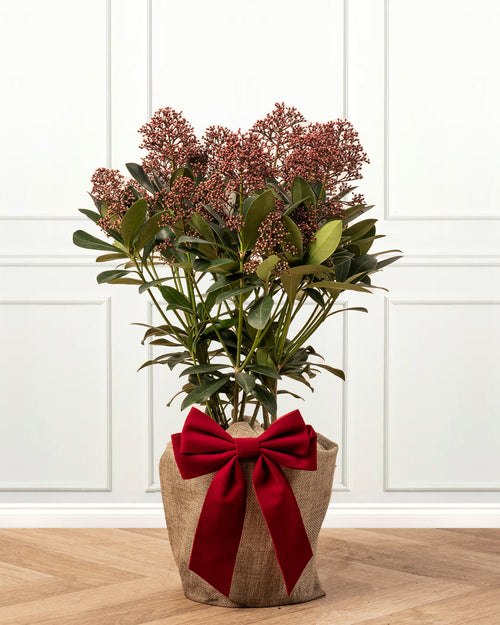 Skimmia Rubella Plant with Christmas Gift Wrap