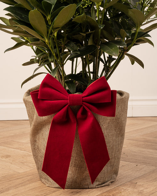Skimmia Finchy Plant with Christmas Gift Wrap