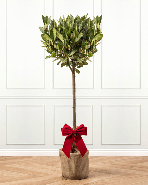 Laurus Nobilis Patio Bay Tree with Christmas Gift Wrap