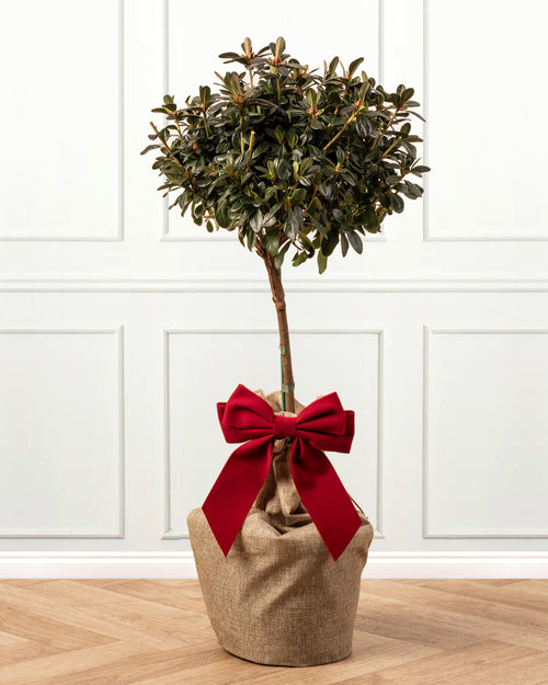 Red Flowering Azalea Patio Tree with Christmas Gift Wrap