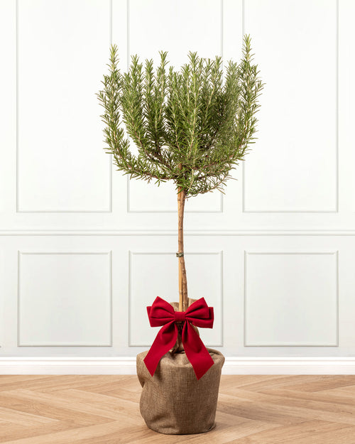 Rosemary Patio Tree with Christmas Gift Wrap